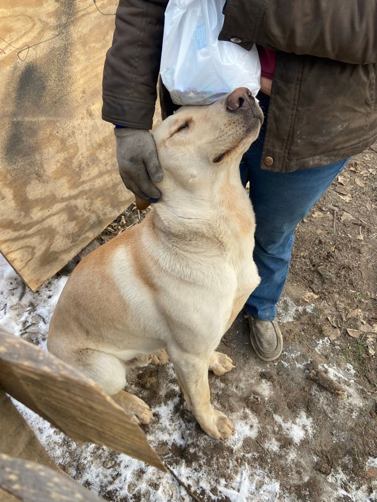 yellow lab getting sweet pets from his mama