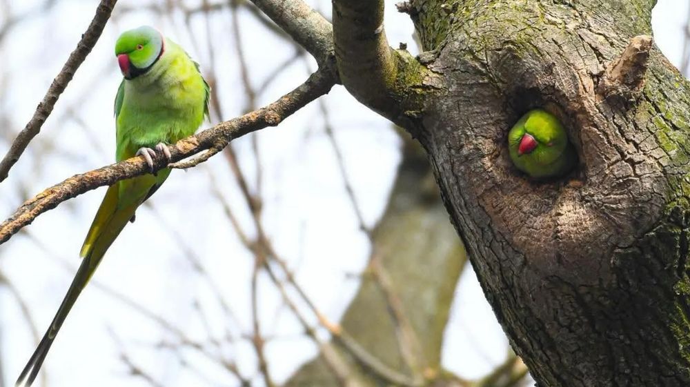 Parakeets have made their homes in trees in north Belfast. 