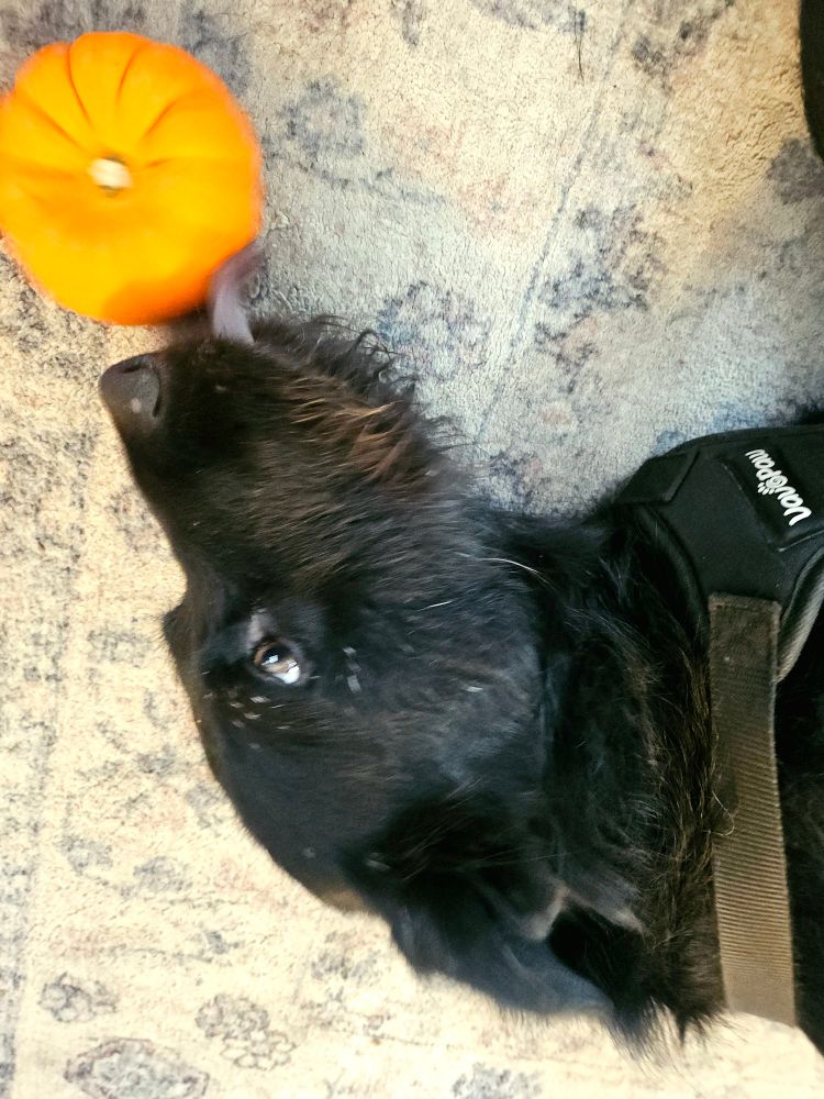 A photo of the head of a shaggy dog laying in her side on a carpet licking a mini pumpkin.