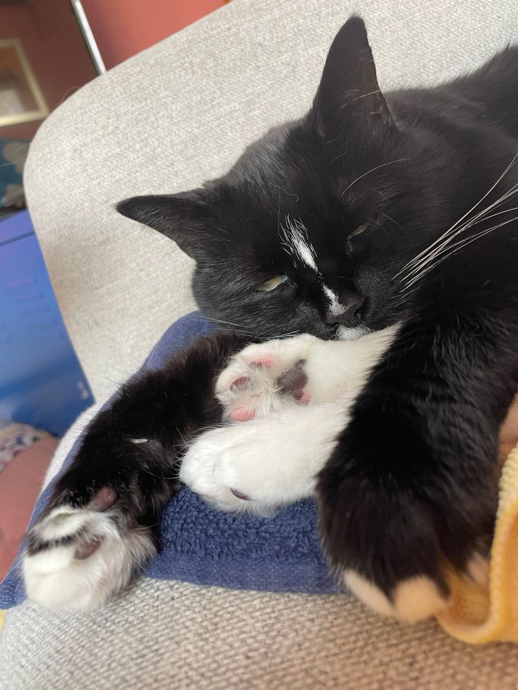 A tuxedo cat who has somehow got all four legs out in front of her.
