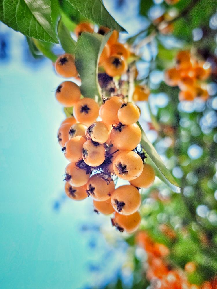 Ein Bündel kleiner, runder, orangefarbener Beeren hängt an einem Zweig mit grünen Blättern, vor einem unscharfen Hintergrund aus blauem Himmel und grünem Laub. 