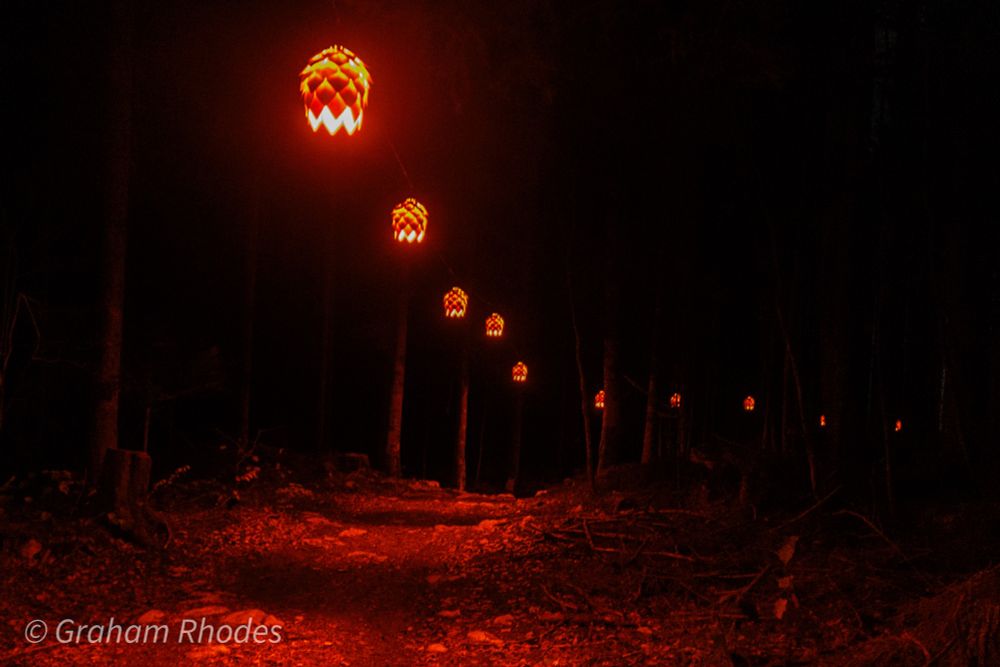 Hop shaped lights marking the forest path