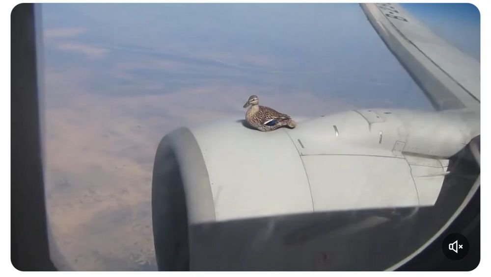 Duck on a flying plane sitting casually on a wing 