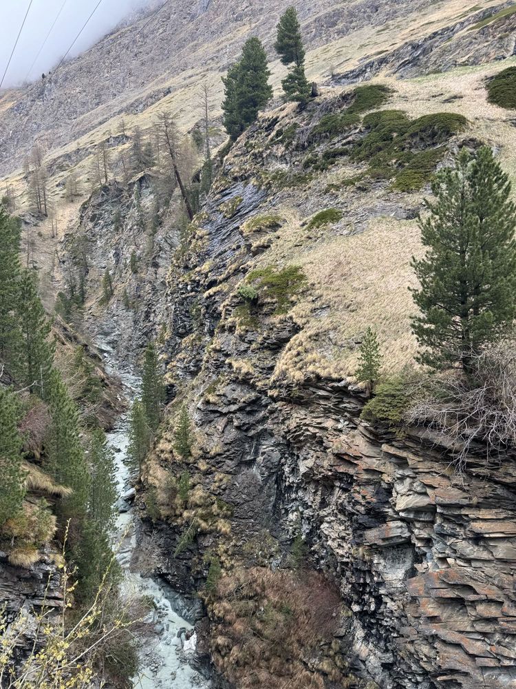 River in the alps with a number of green pine trees. 