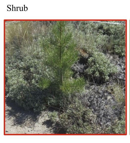 pine growing inside a shrub