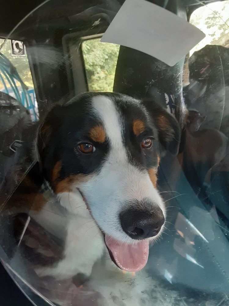 A dog with tricolor markings (black, brown, and white) wears a clear Cone of Shame.