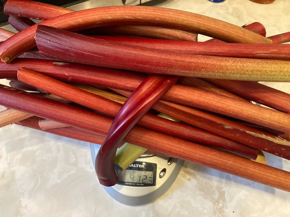 A stack of rhubarb stalks balanced precariously on a kitchen scale that reads 4 lbs 12.25 ounces.