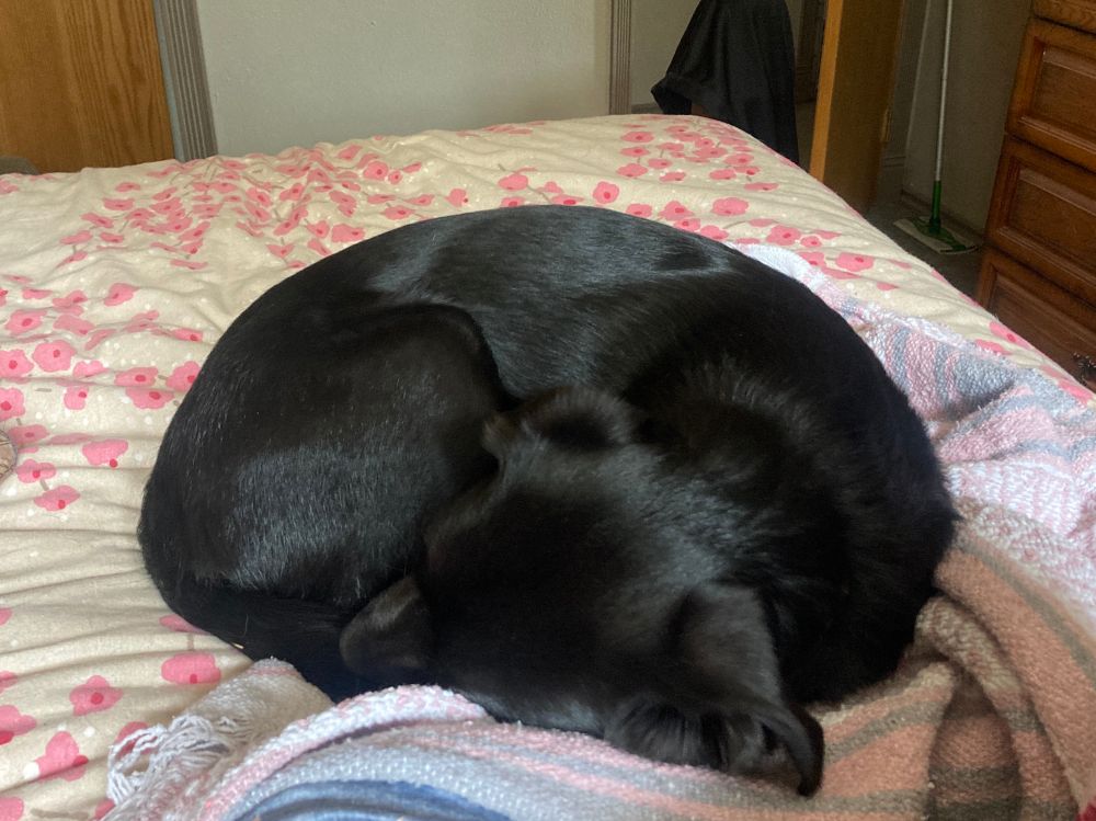 Black dog, curled up and asleep on a person's bed.