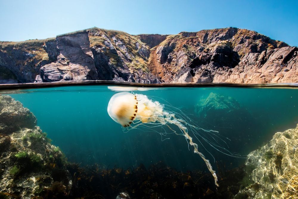 A compass jellyfish off the coast of Pembrokeshire, United Kingdom. Photo by © Olly Scholey.