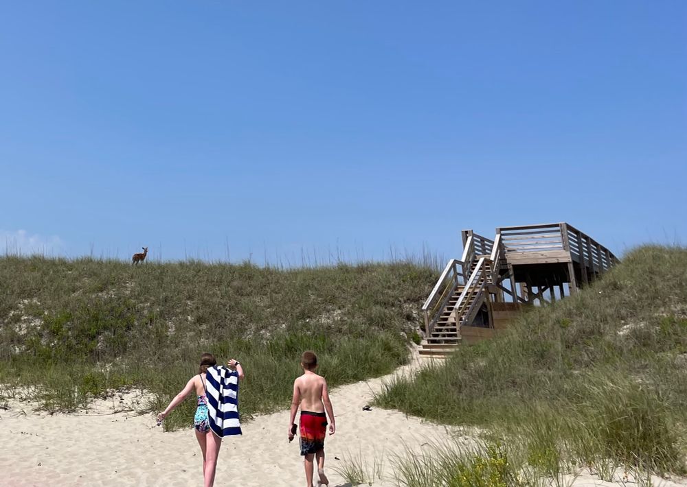 Two kids walking to a dune crossover at the beach while a deer looks on