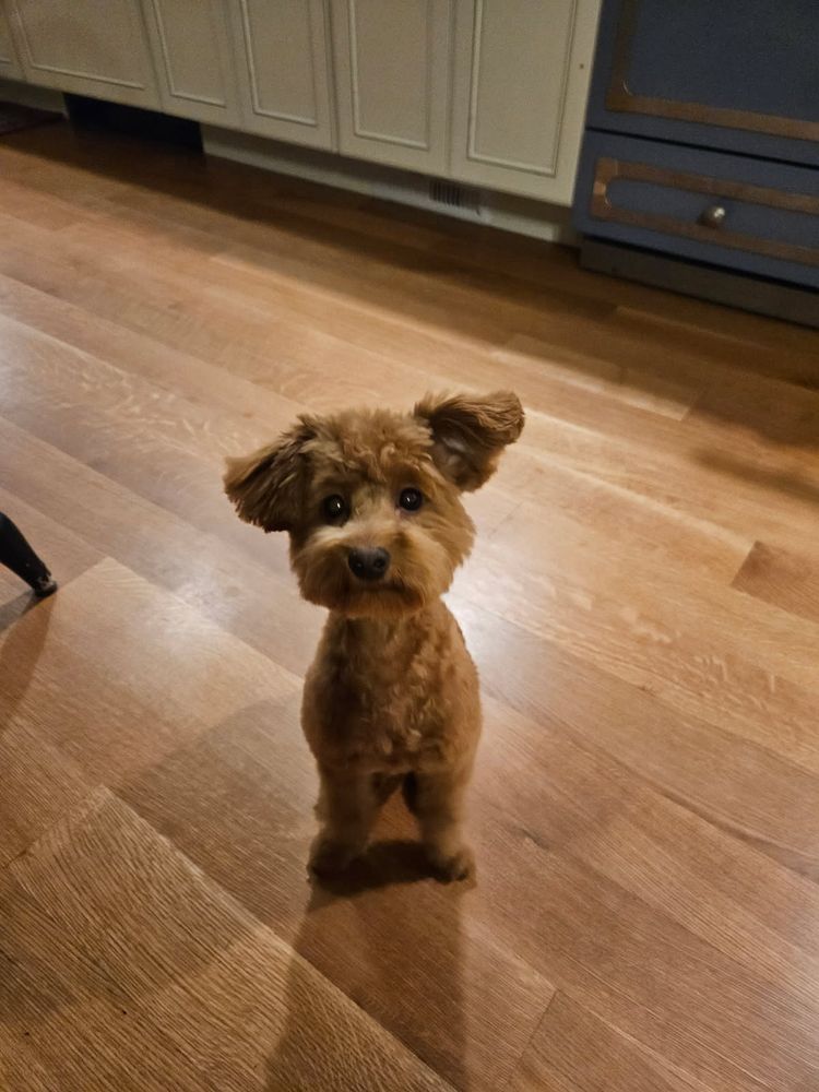 A small dog named Milo with a hilarious haircut. It makes his head appear to be the same size as his body. There is embarrassment in his eyes despite Mama Lorian reassuring him it will grow back. This is Mandy’s new favorite photo.