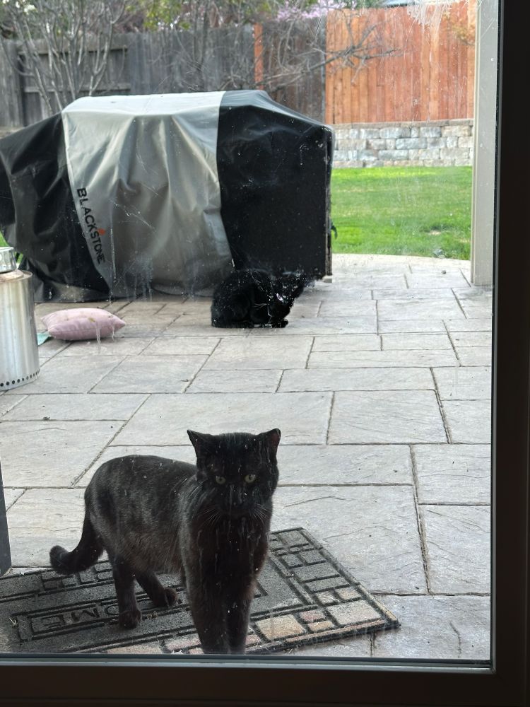 A black cat with sweet round cheeks standing at Mandy’s back door. And identical black cat, except for his collar, is laying behind him. This is Dash, Mandy’s actual cat.
