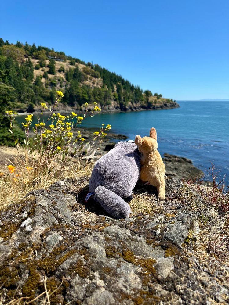 badger and kangaroo plushies sitting beside each other overlooking a coastal bay