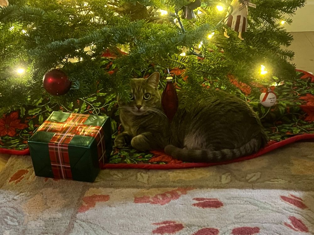 Blossom, a gray tabby cat, chilling under the Christmas tree on a holly and poinsettia patterned tree skirt. 