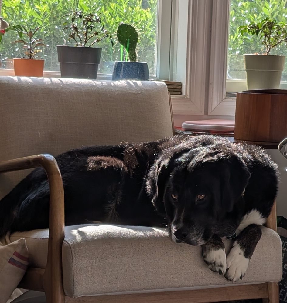 Large black dog laying down in a chair it barely fits in