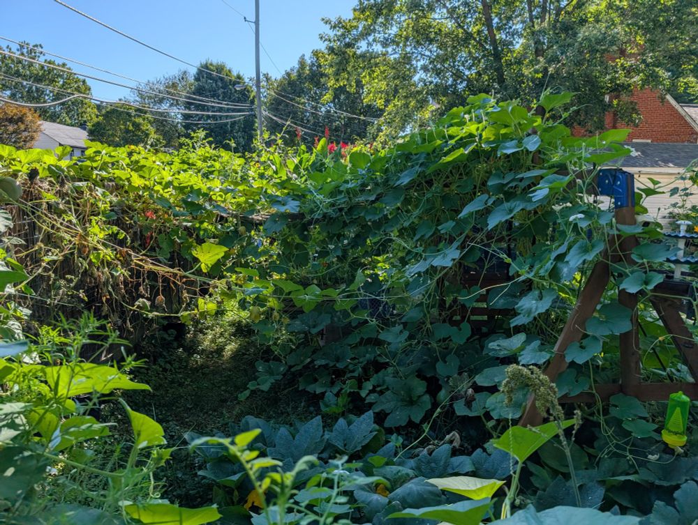 The same kids playhouse almost entirely covered in assorted squash and gourd vines.