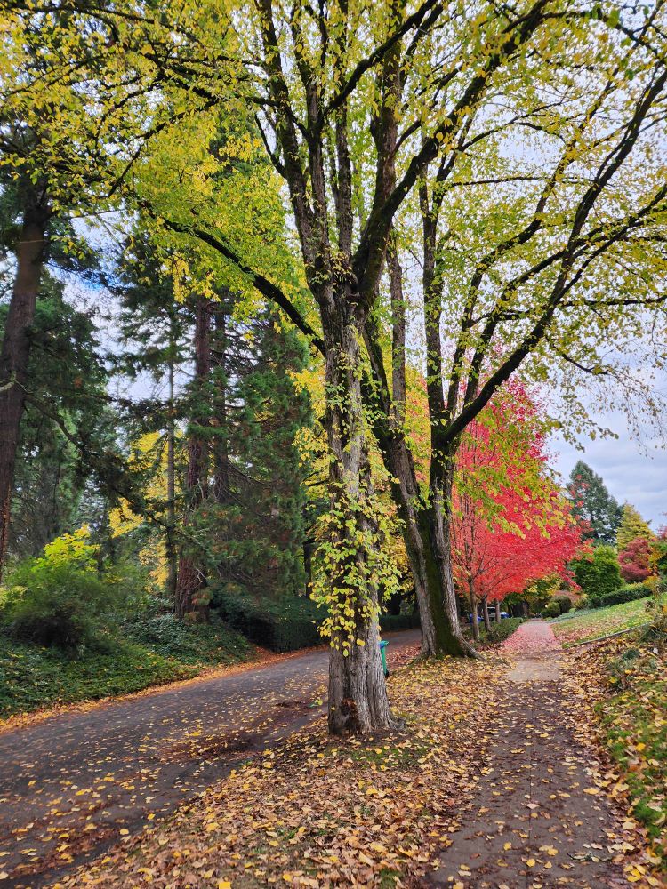 an empty street with fallen leaves and multicolor trees - autumn in the PNW