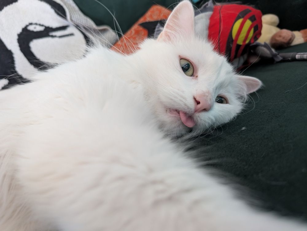 Sage's cat Zipper, a white long hair cat with green eyes, reaching toward the camera relaxed with his little tongue sticking out.