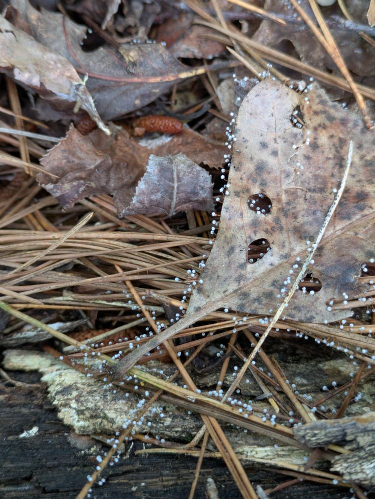 A brown oak leaf and brown pine needles on the forest floor with their edges covered in small white growths, possibly a type of slime mold
