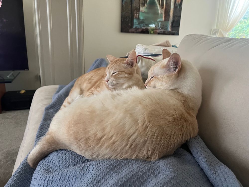 Photo of two orange cats napping on my lap.