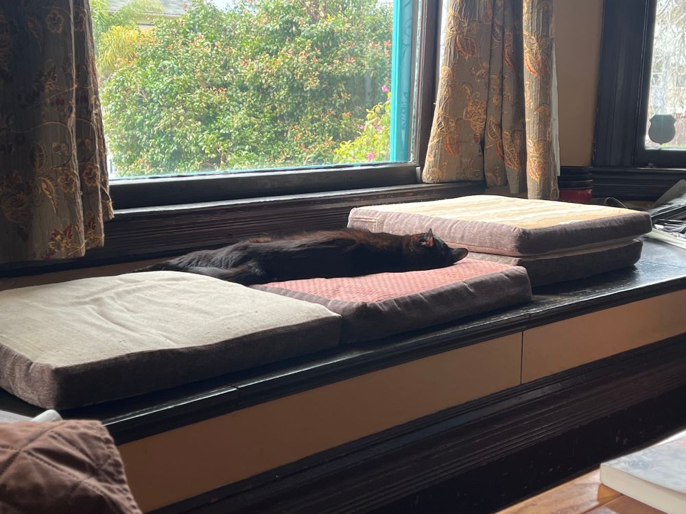 Photo of black cat laid out seemingly flat on a cushion just below a window.