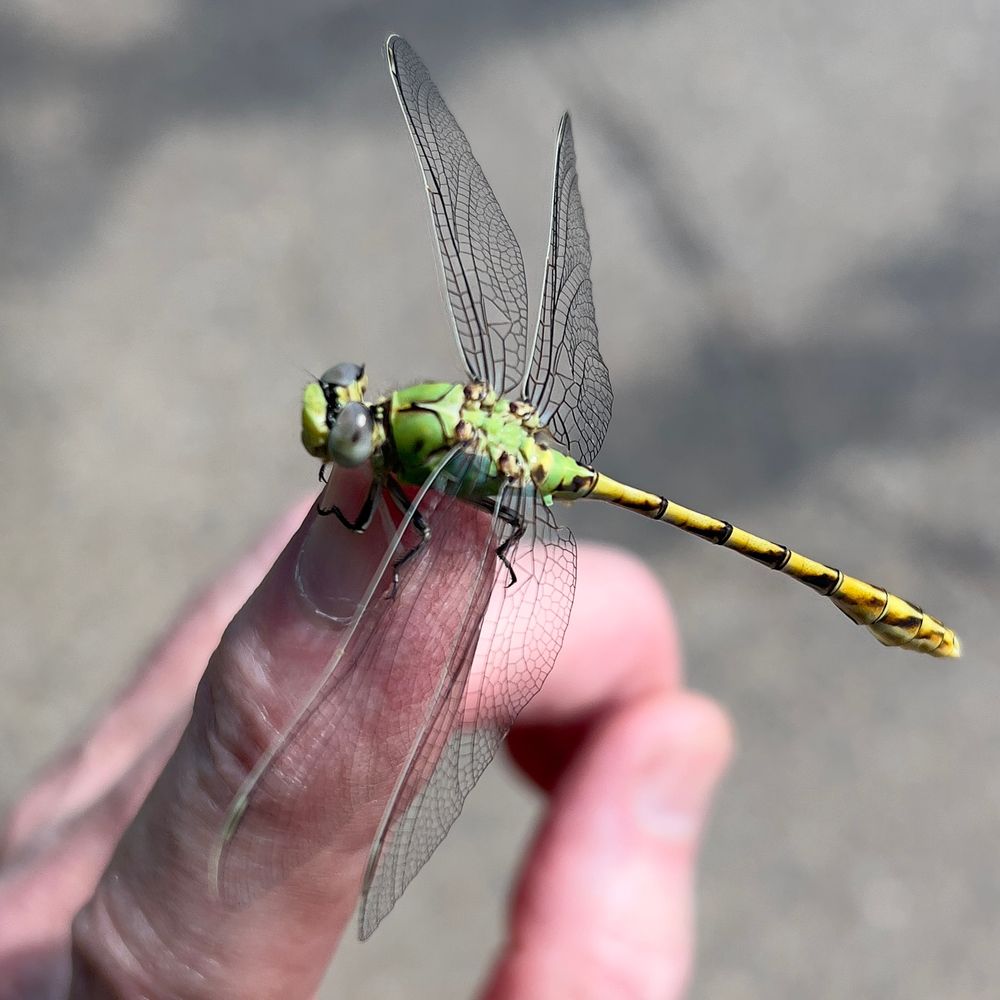 A common green darner (Anax junius) dragonfly, perched on the tip of my left index finger.