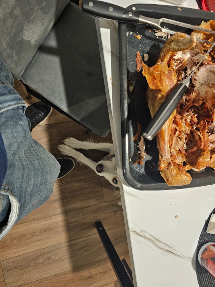 a husky/Australian shepherd mix peers up at me from beneath a turkey carving plate 
