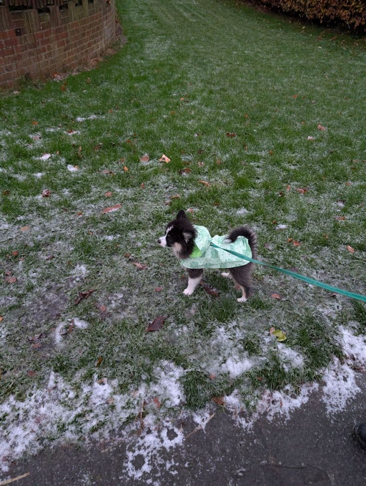 A small, black and white dog wearing a bright green raincoat walks on a snowy path.
