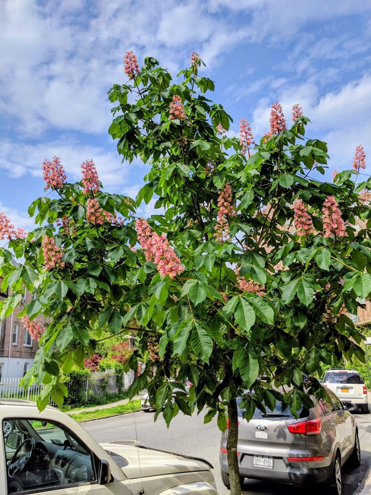 Red Horsechestnut  (Aesculus x carnea)