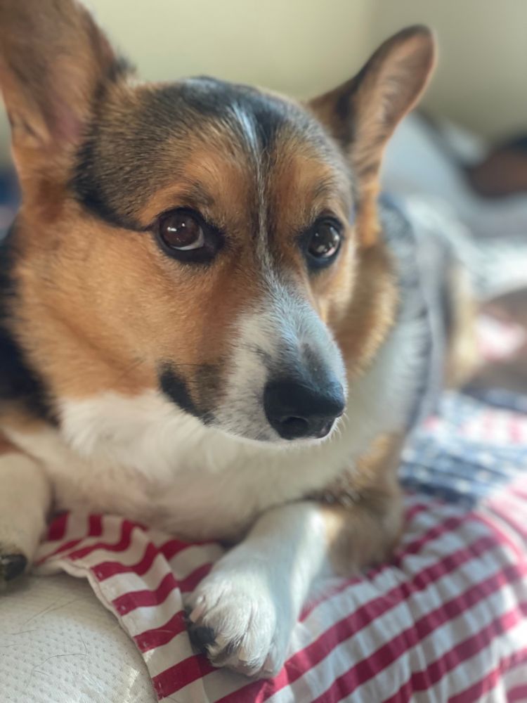 My dog Mumford laying on a bed. He’s looking into the camera a little bit sideways. He’s very cute. 