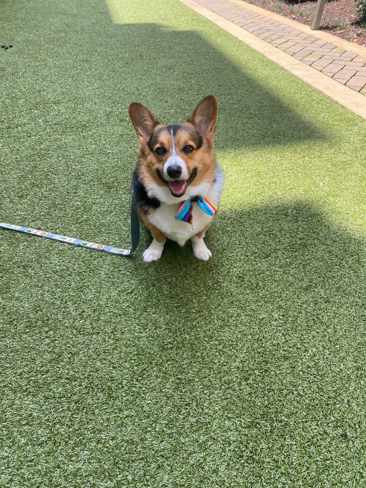 Mumford the corgi sitting on the turf in a dog park wearing his pride bow tie.