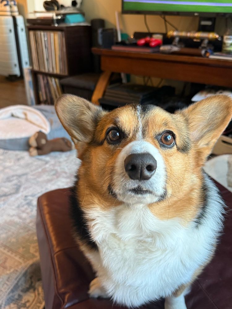 A tri color corgi named Mumford sitting on an ottoman looking into the camera. 