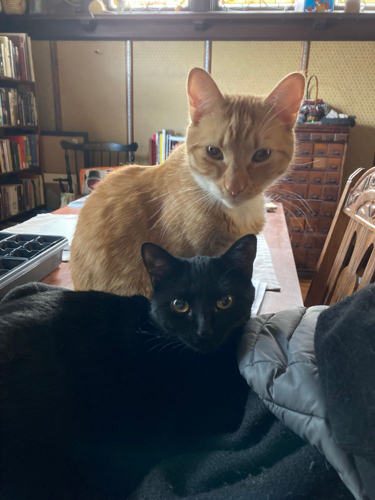 An orange cat looking over the top of the head of a smaller, black cat. Both are looking directly at the camera 