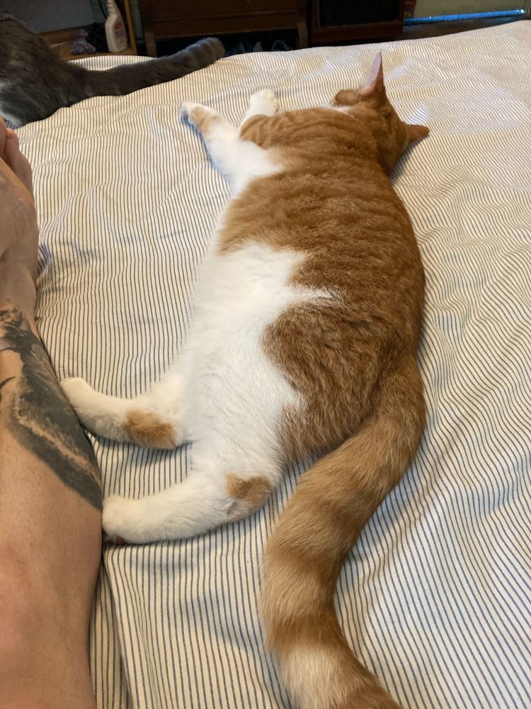 An orange and white cat lying outstretched on a bed next to a leg with a tattoo on it