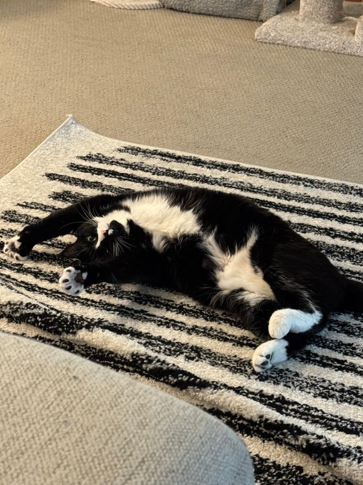 Tuxedo cat (Moira) laying on side with upper legs outstretched over head 