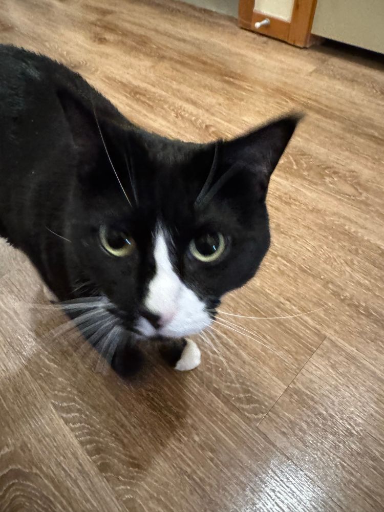 Tuxedo cat looking towards camera, slightly blurred due to motion 