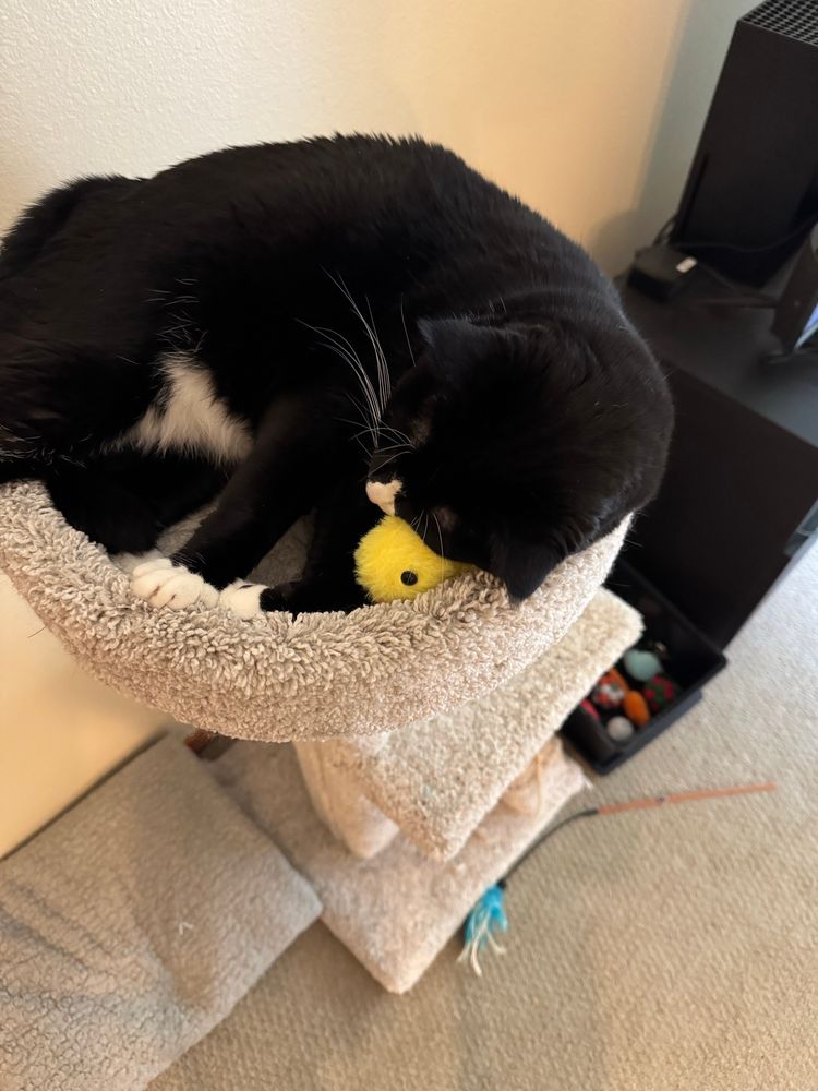 Tuxedo cat on top circular bed of short cat tree cuddling a yellow duck toy 