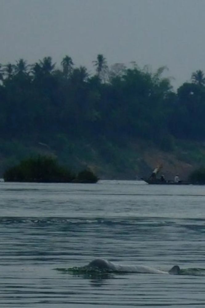 Ein Flussdelfin im Mekong.