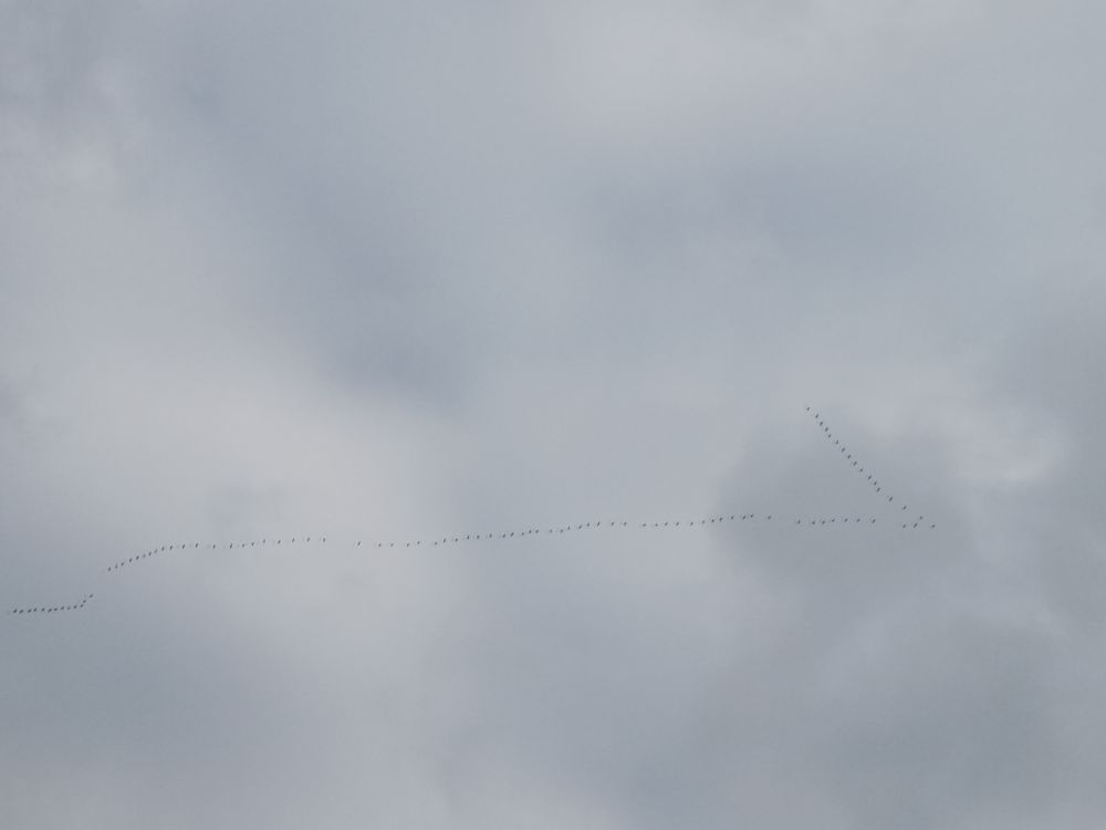 Ziehende Saatgänse oder Blässgänse (kein Fernglas dabei, Rufe in Richtung gehört, aber ob der Trupp artrein ist...) am Himmel über Berlin-Kreuzberg 