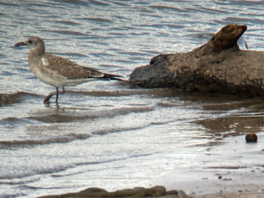 Photo of a 1st year immature laughing gull on a river bank