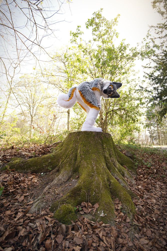 Farley the husky stood on a tree stump showing off his big curly tail