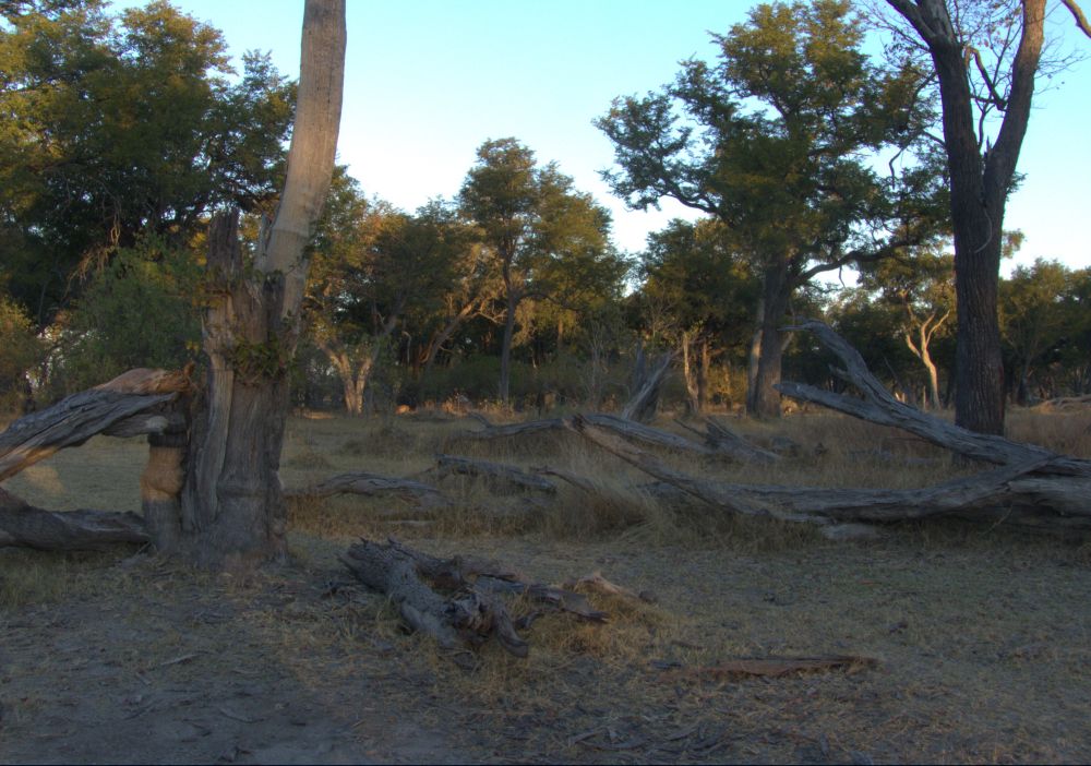 Okavango Delta. A natural ecosystem shaped by elephants - just like Europe was shaped by elephants for millions of years.