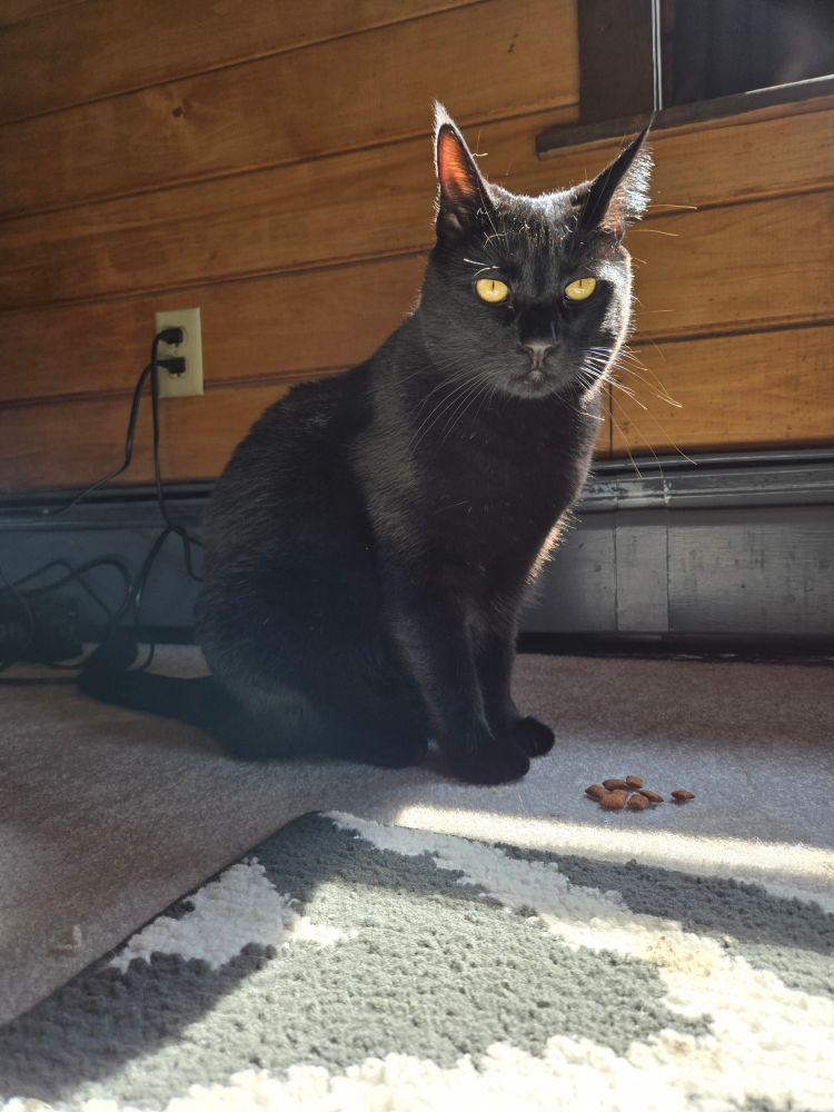 A large black cat with golden yellow eyes sits in front of a small pile of Temptations treats and looks perturbed. 