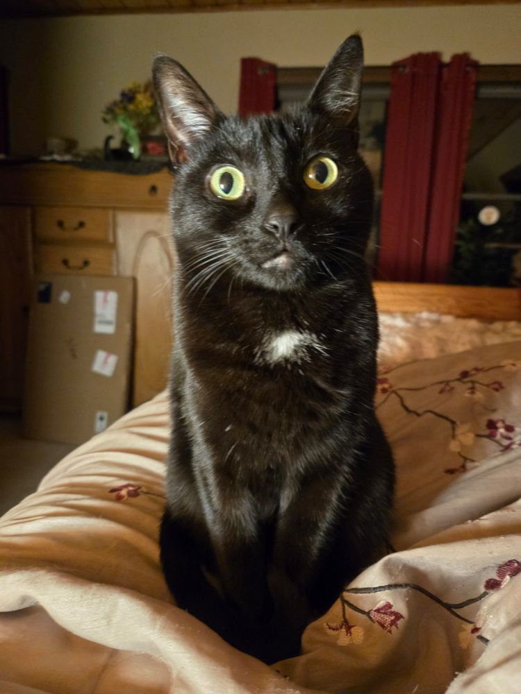A small black cat with a white patch on her chest and light green eyes sits on a bed and looks at the camera 