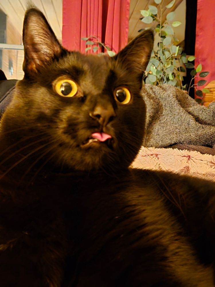 A close-up with a large black cat with his tongue hanging out 