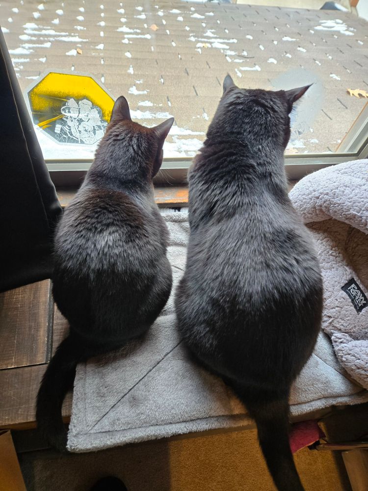 Two black cats, one small and fine-boned, one very large, sit on a window ledge and watch leaves. 