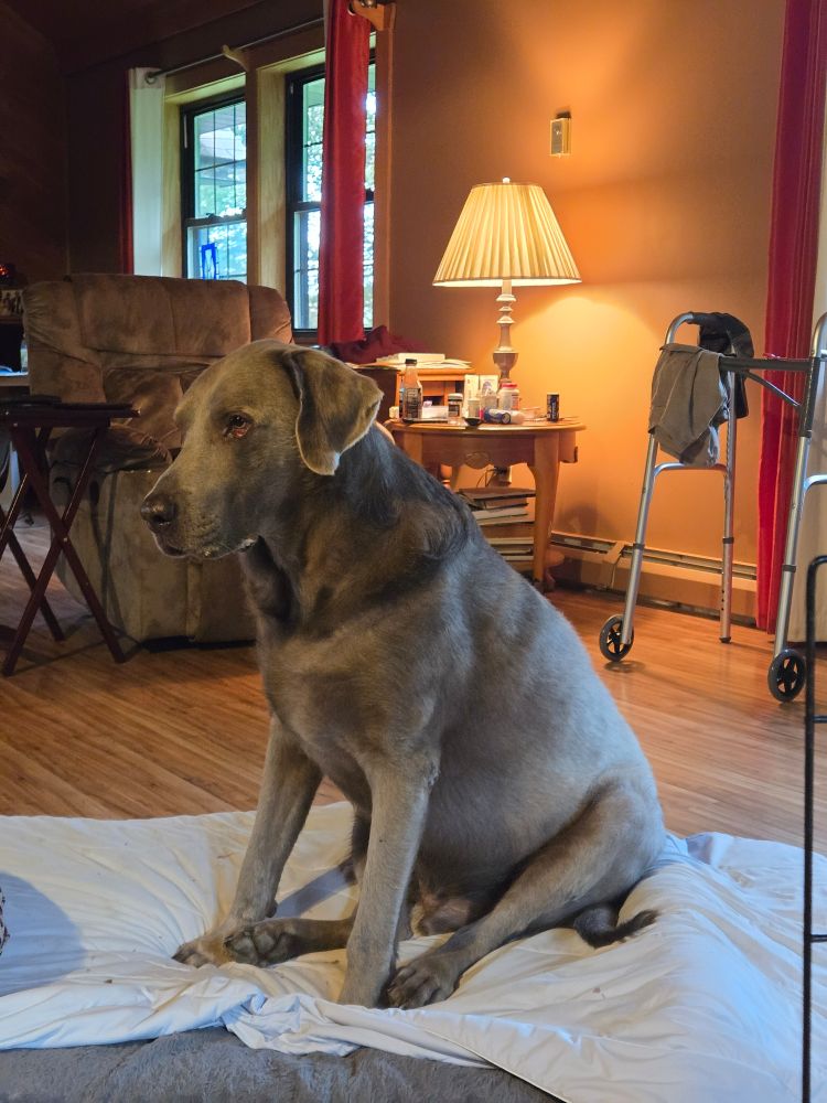 A large silver Labrador retriever sits on a dog bed and looks disgruntled 