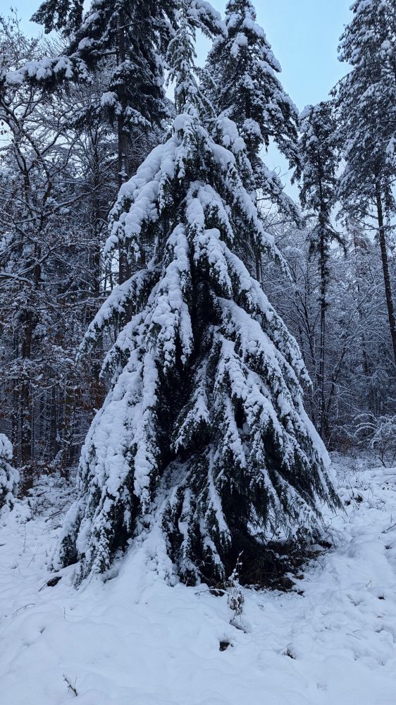 Baum mit Schnee im Winter 🌨 🎄