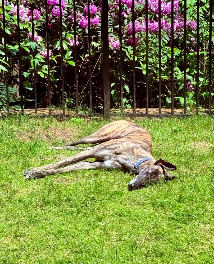 A greyhound lying in grass in sunshine. 