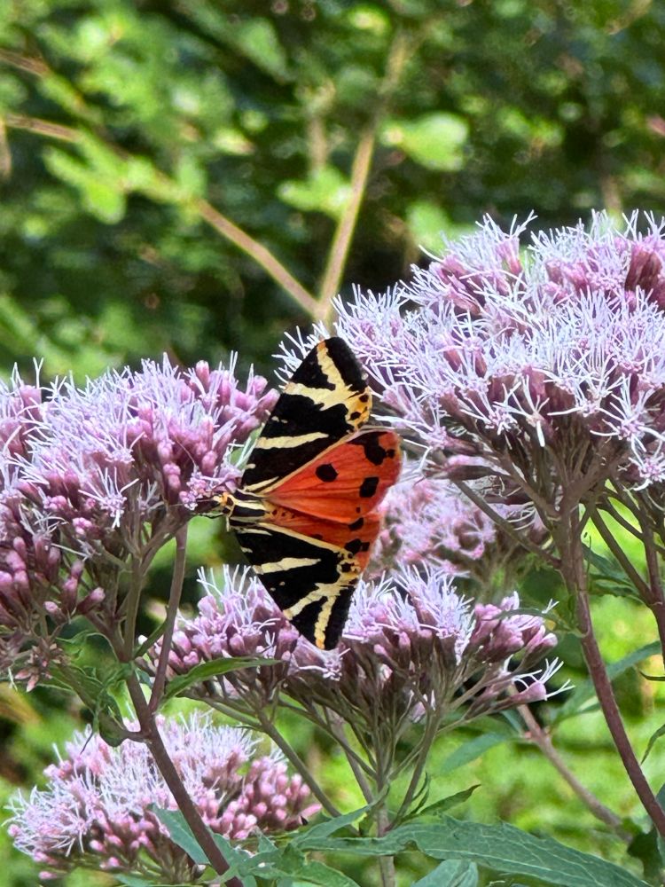 Spanische Flagge (Falter) auf Blüte
